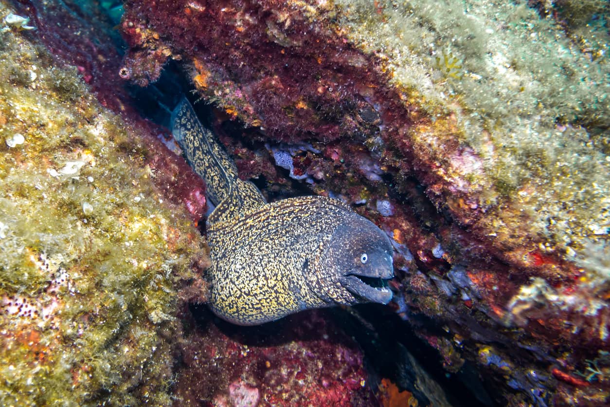 diving-costa-calida-murcia